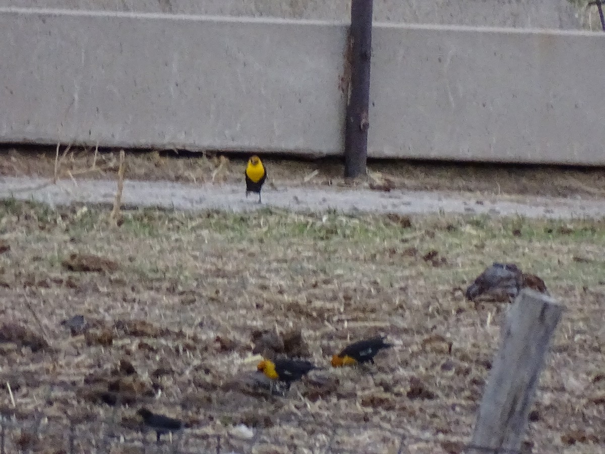 Yellow-headed Blackbird - Joyce Fry