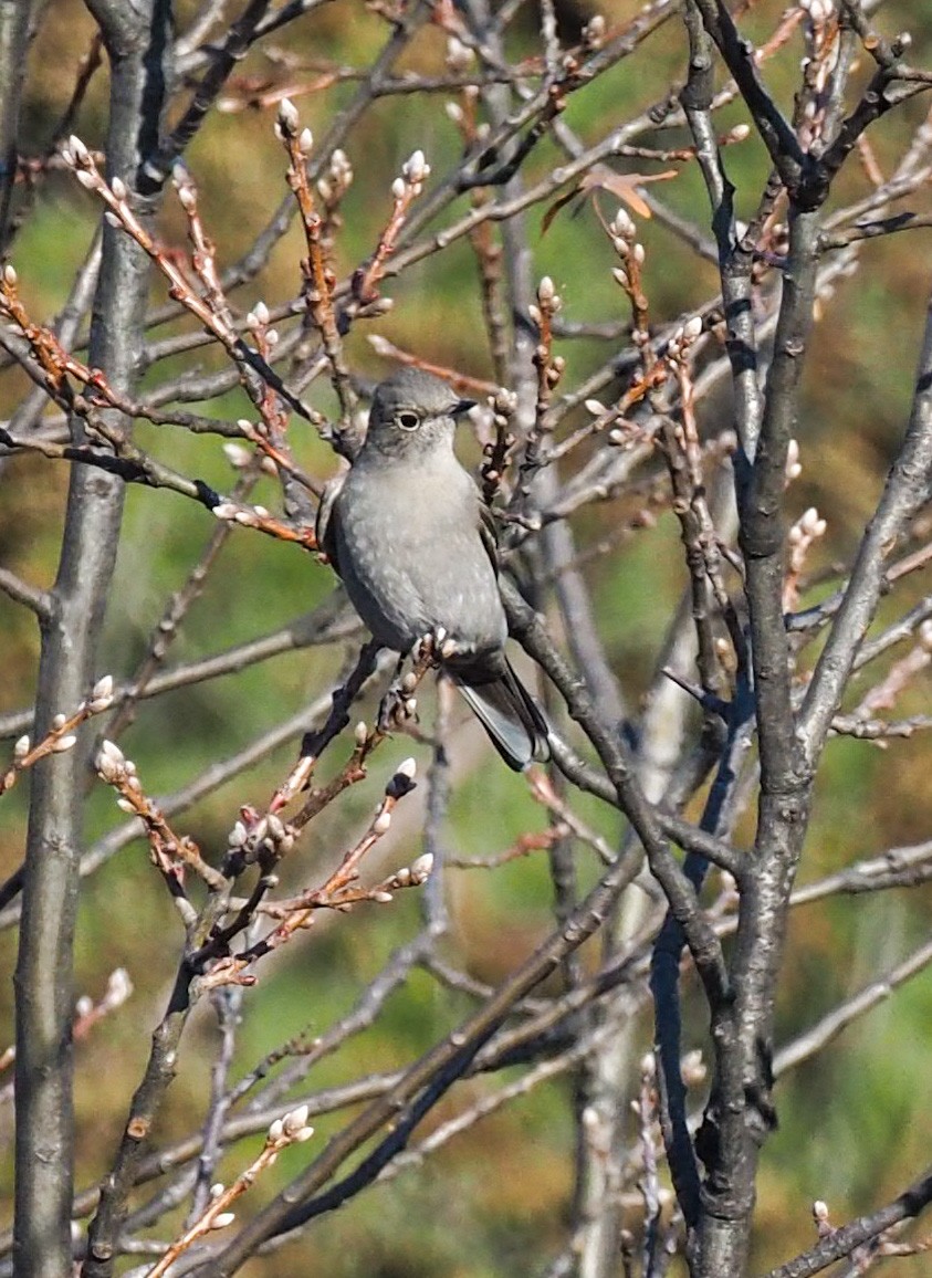 Ebird Checklist Dec Ogden Dines Pinery Species