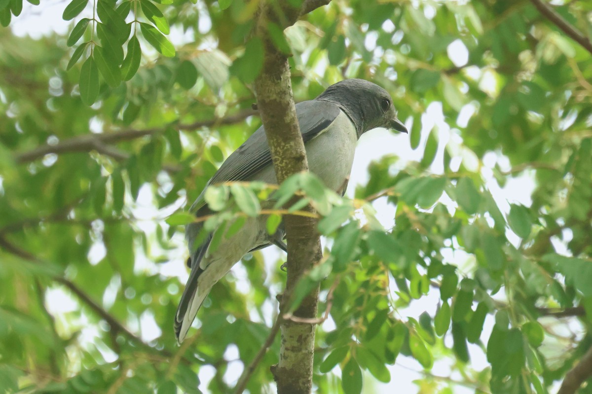 Madagascar Cuckooshrike - P Vercruysse