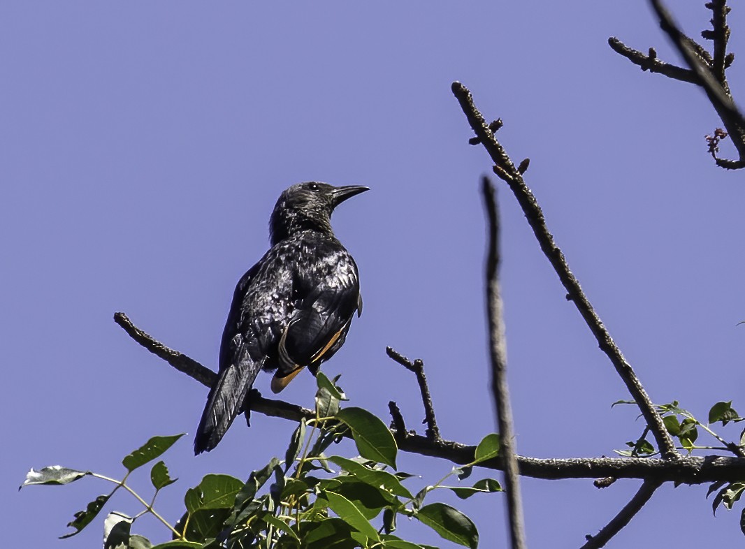 Red-winged Starling - ML612126658