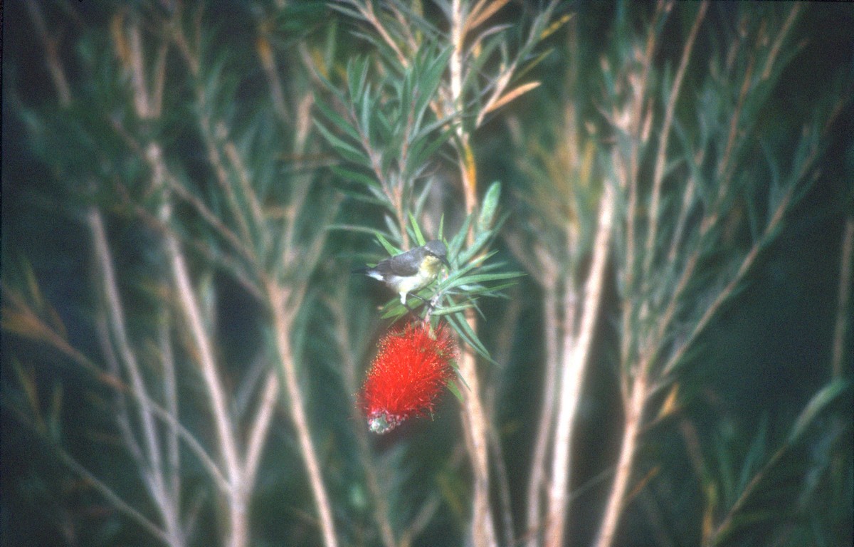 purpursolfugl - ML612126712