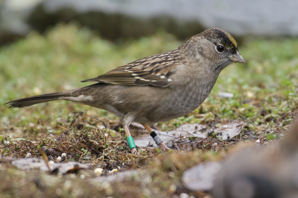 Golden-crowned Sparrow - ML612126813