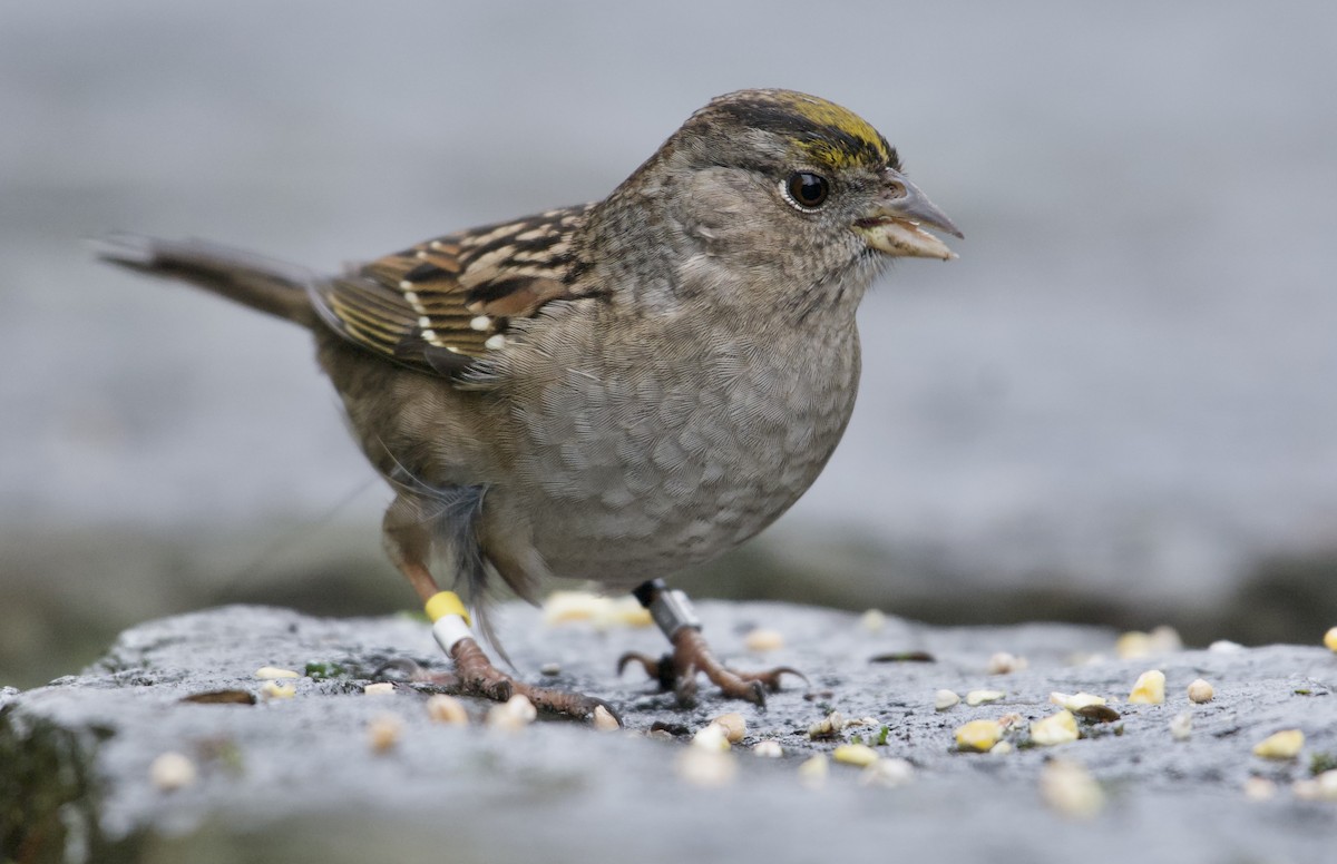 Golden-crowned Sparrow - ML612126814