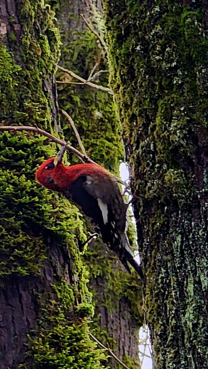 Red-breasted Sapsucker - ML612127124