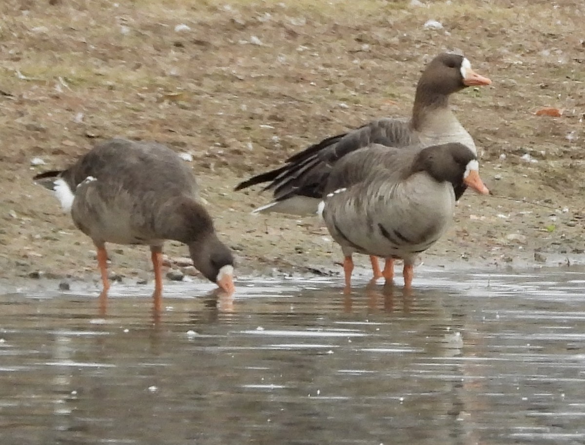 Greater White-fronted Goose - ML612127489
