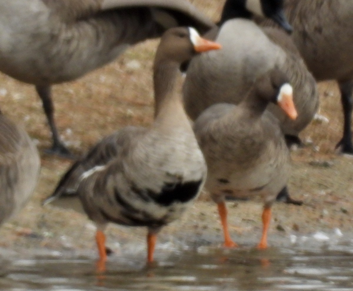 Greater White-fronted Goose - ML612127490