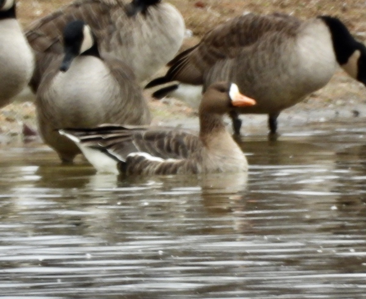 Greater White-fronted Goose - ML612127491
