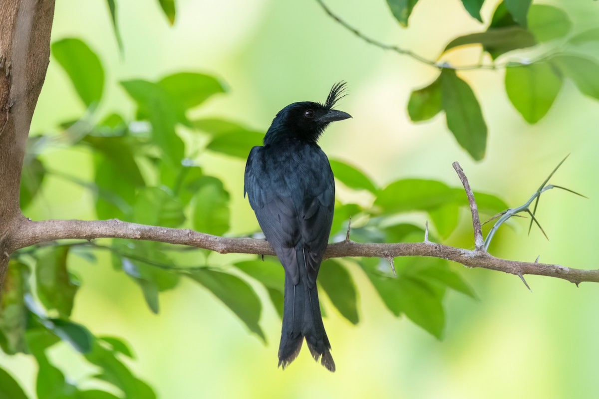Crested Drongo - ML612127648