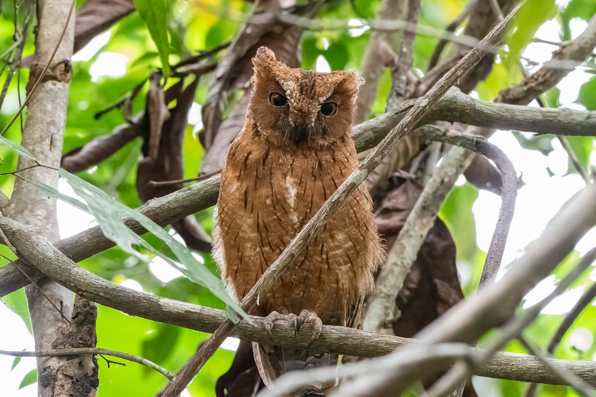 eBird Checklist - 26 Oct 2023 - Lokobe Reserve - 12 species