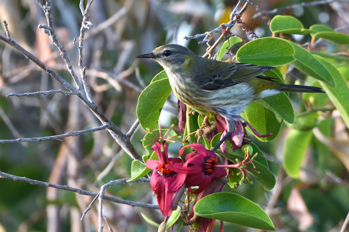 Cape May Warbler - ML612127718