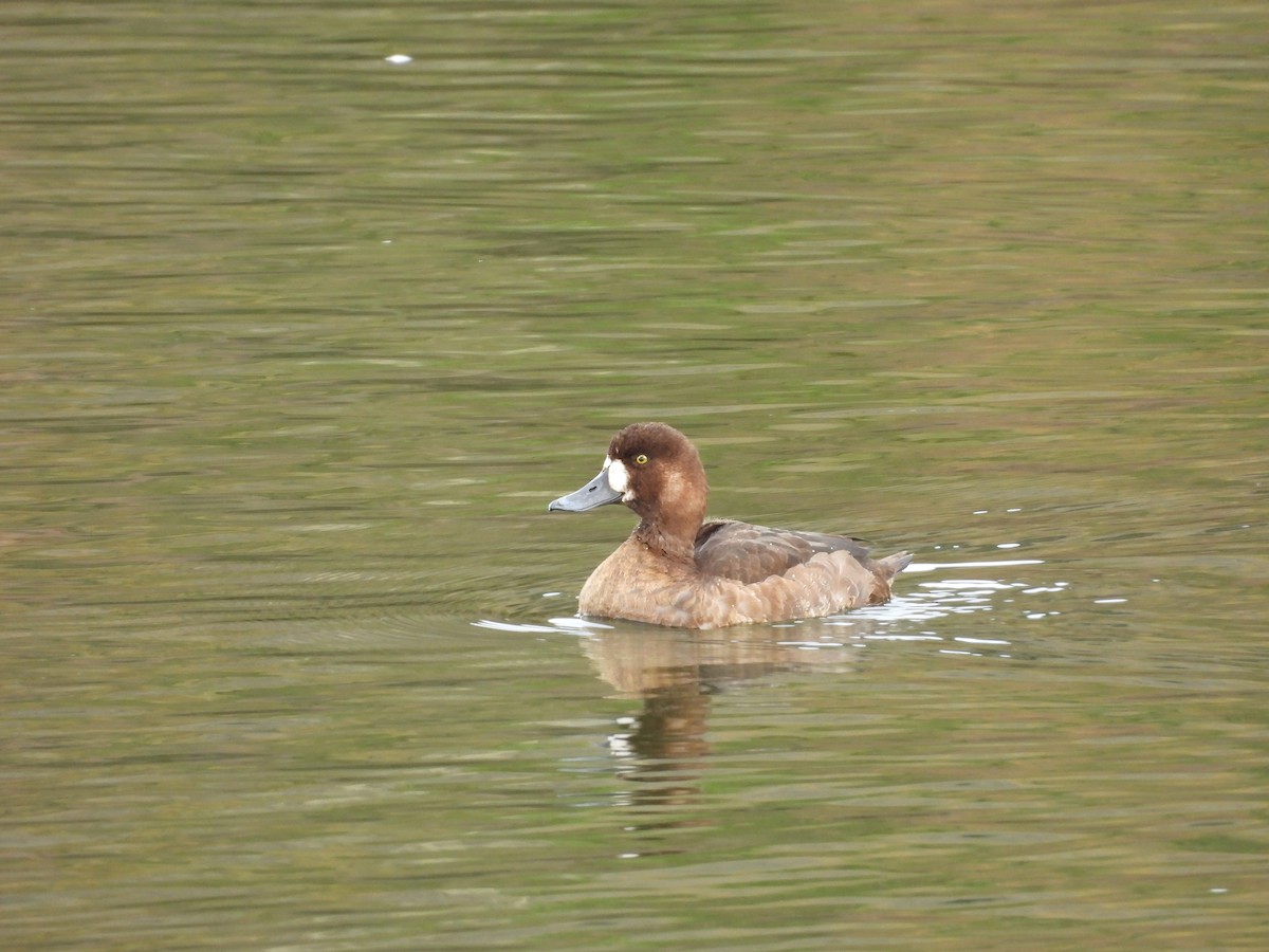 Greater Scaup - ML612127719