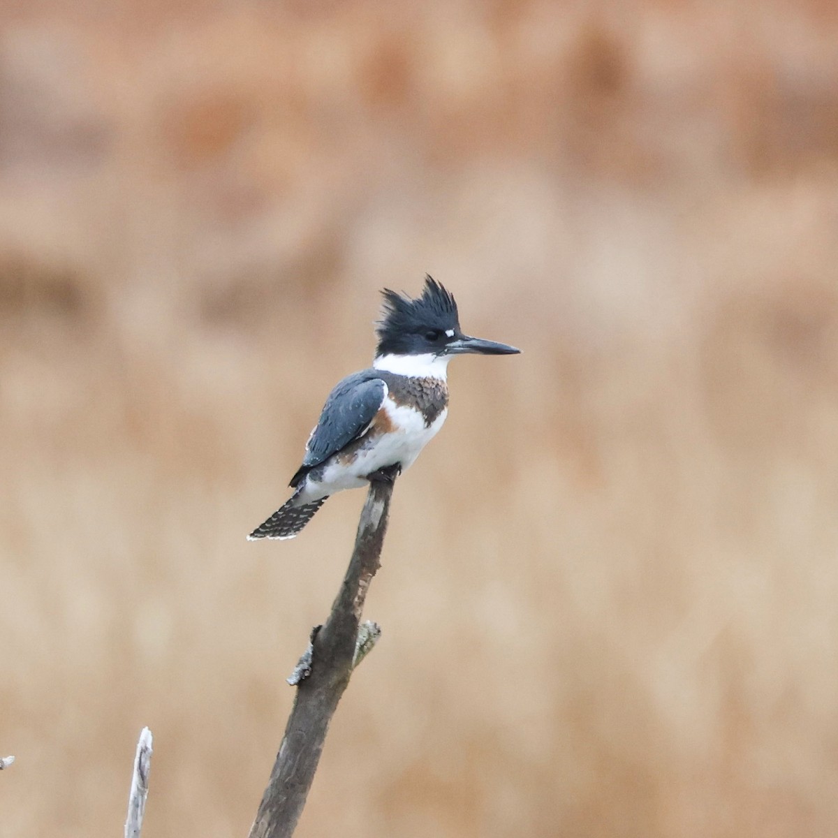 Belted Kingfisher - Lee Anne Beausang