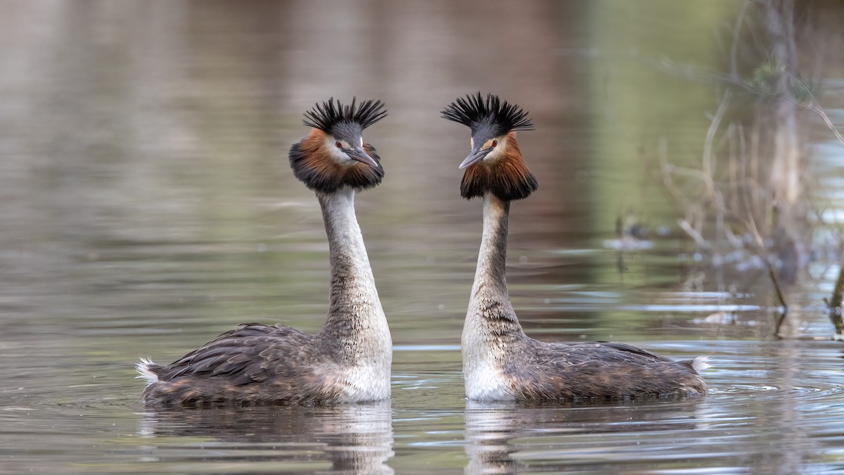 Great Crested Grebe - ML612128153