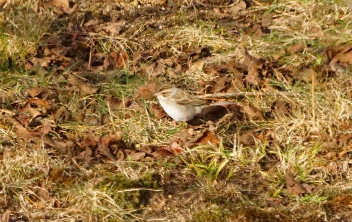 eBird Checklist 11 Dec 2023 Millennium Park 12 species