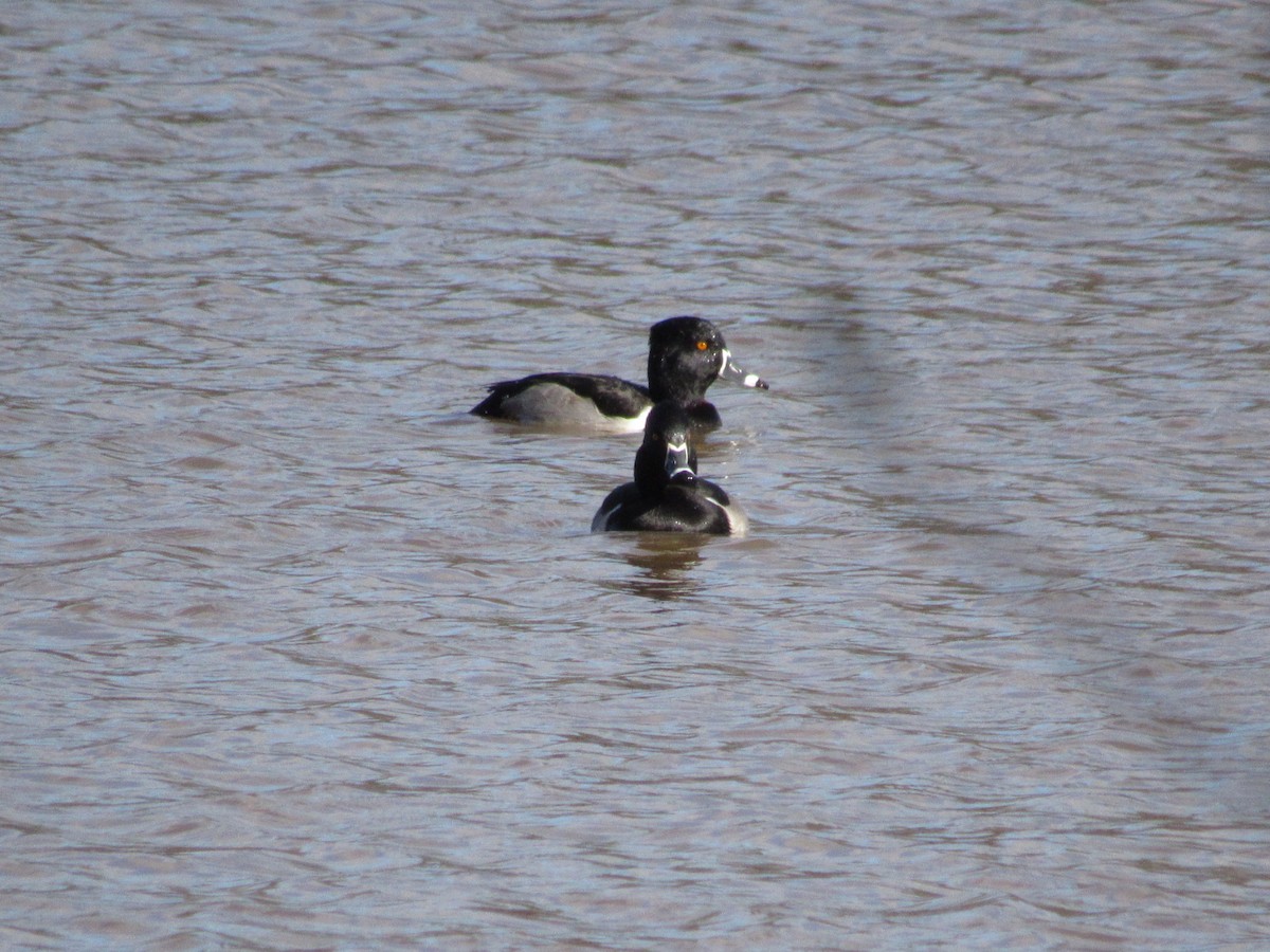 Ring-necked Duck - ML612128316