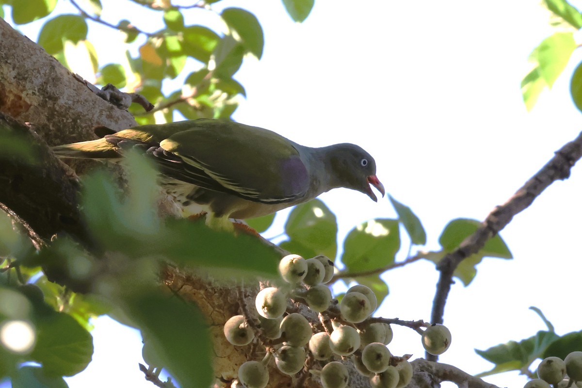 African Green-Pigeon (Gray-breasted) - Audrey Whitlock