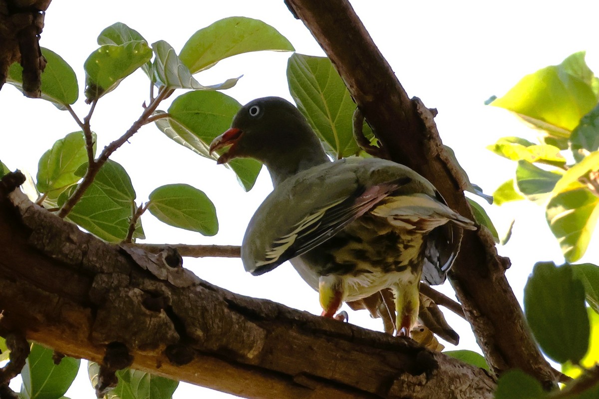 African Green-Pigeon (Gray-breasted) - ML612128482