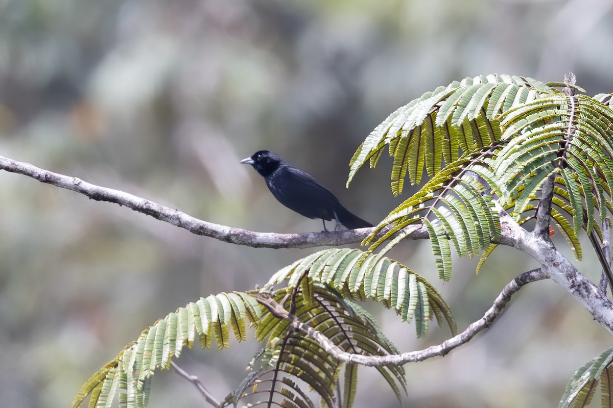 Red-shouldered Tanager - ML612128644