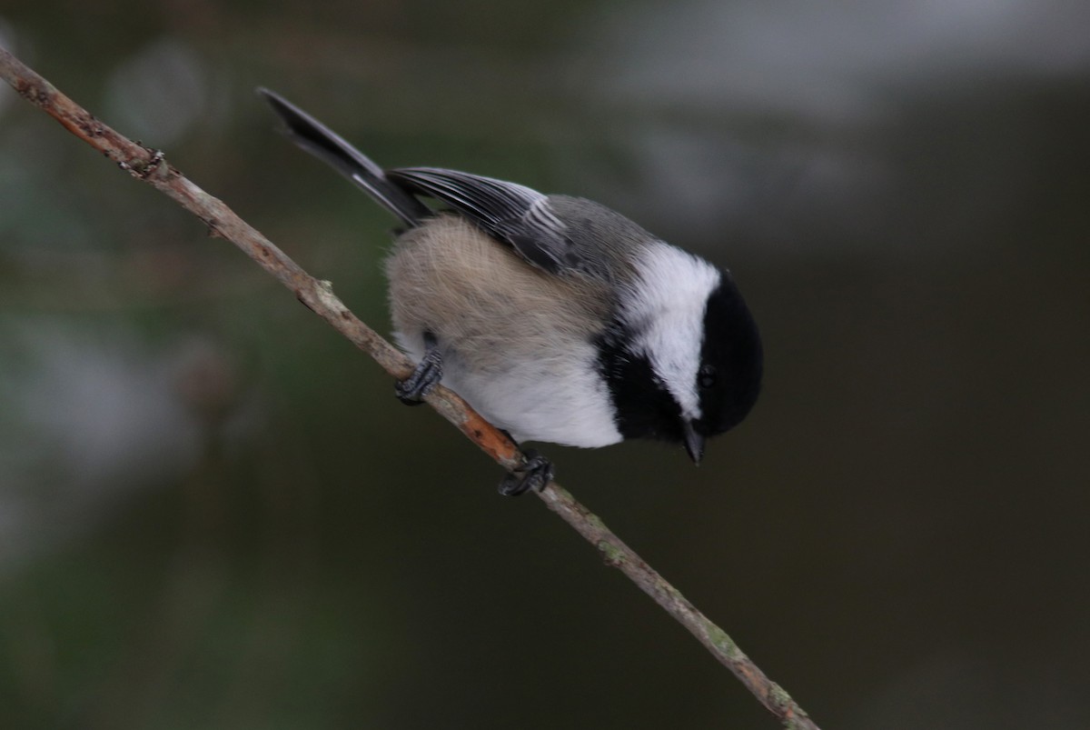 Black-capped Chickadee - Real Gauthier