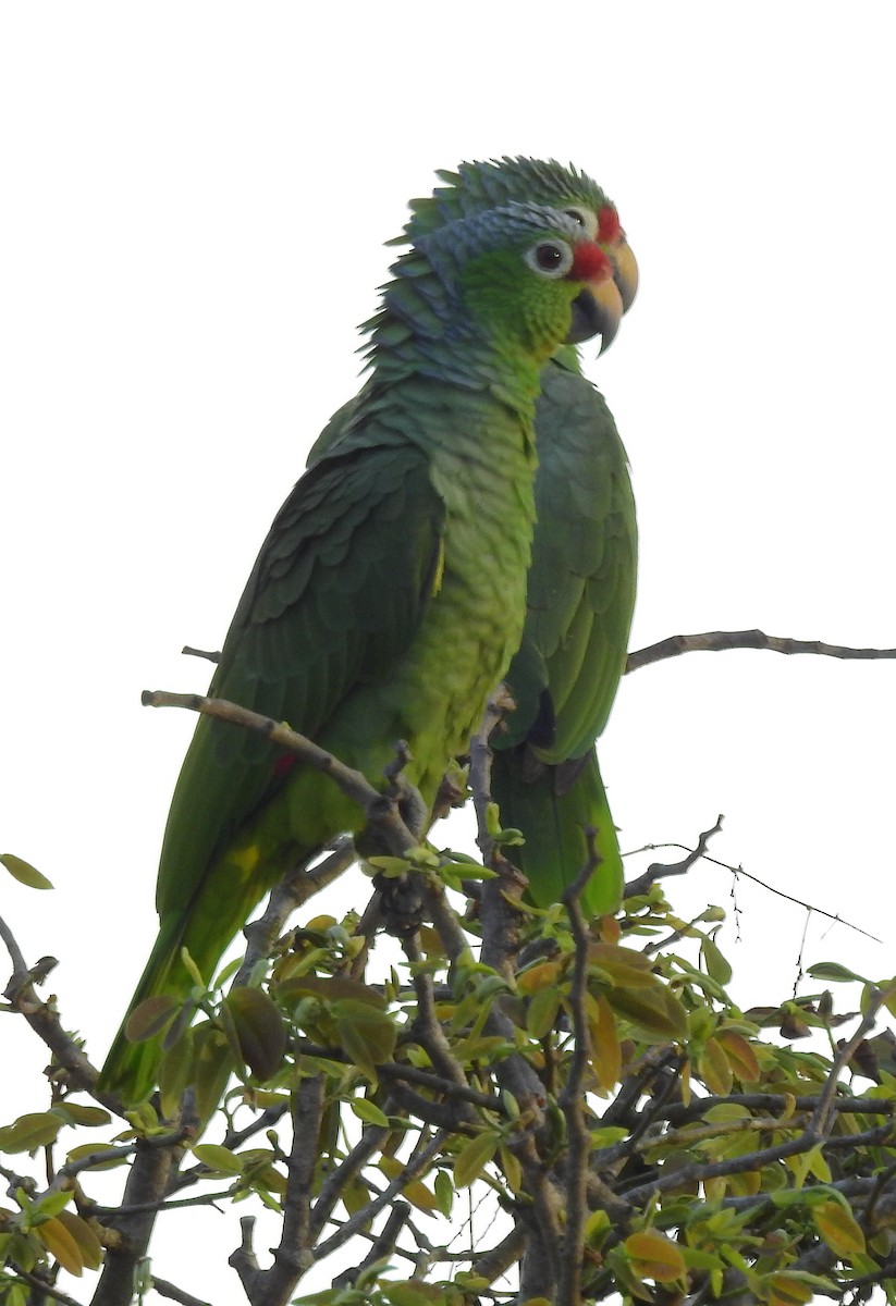 Red-lored Parrot - ML612128942