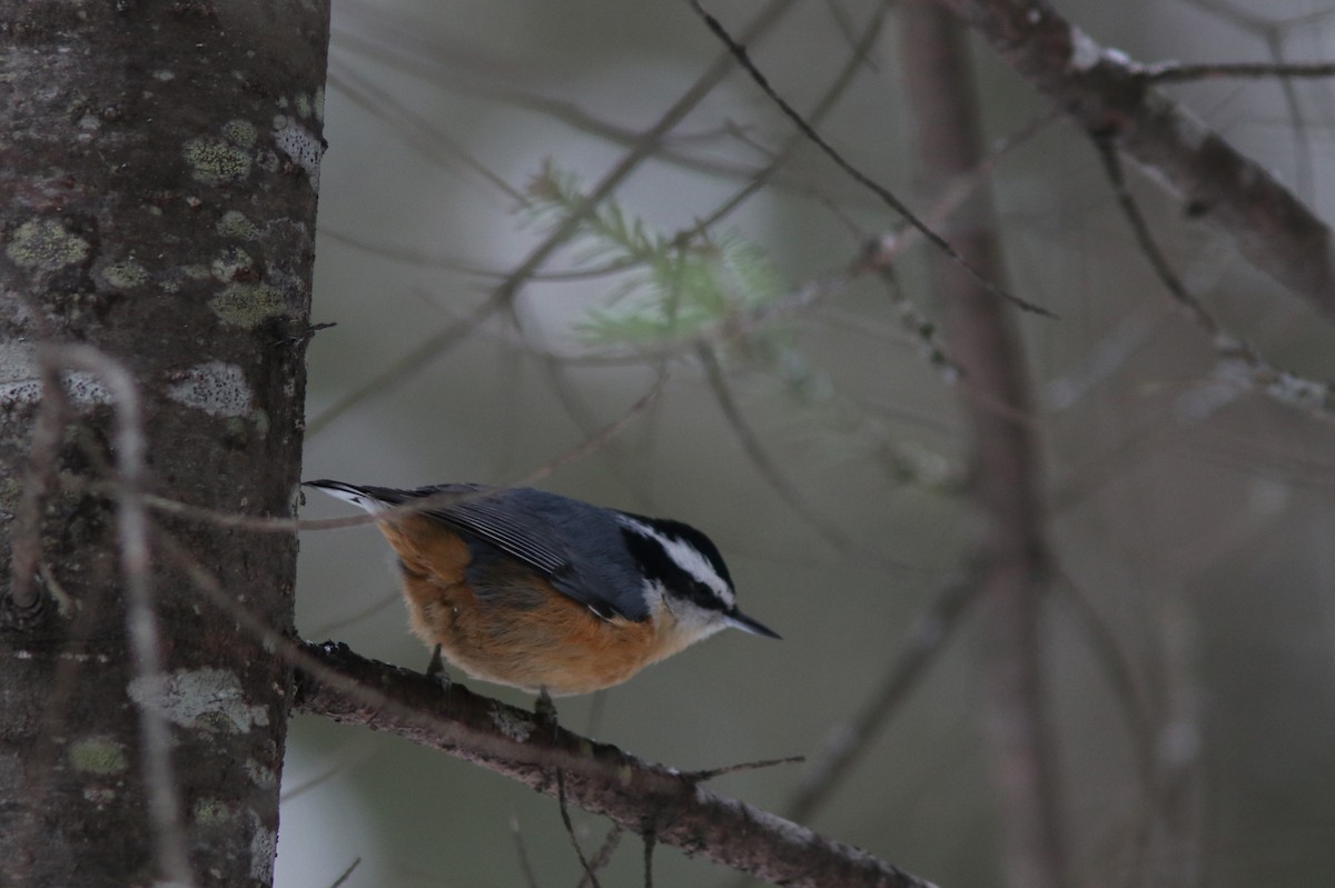 Red-breasted Nuthatch - ML612128944