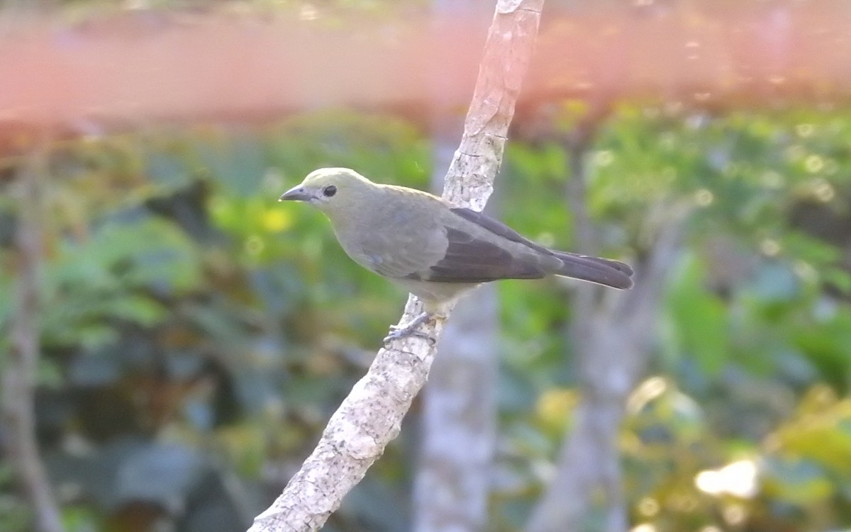 Palm Tanager - ML612128975