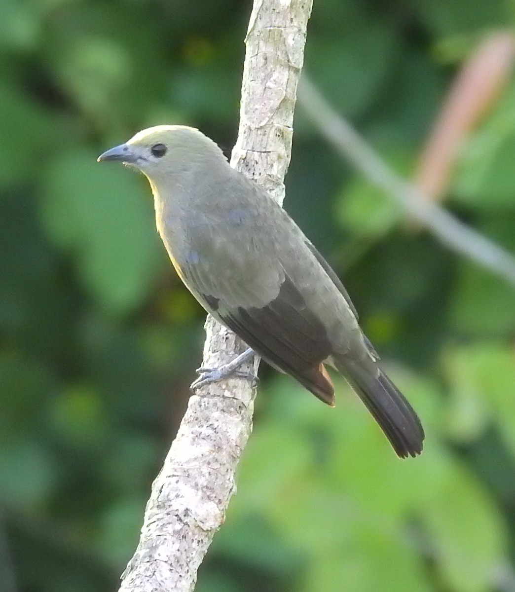 Palm Tanager - ML612128978