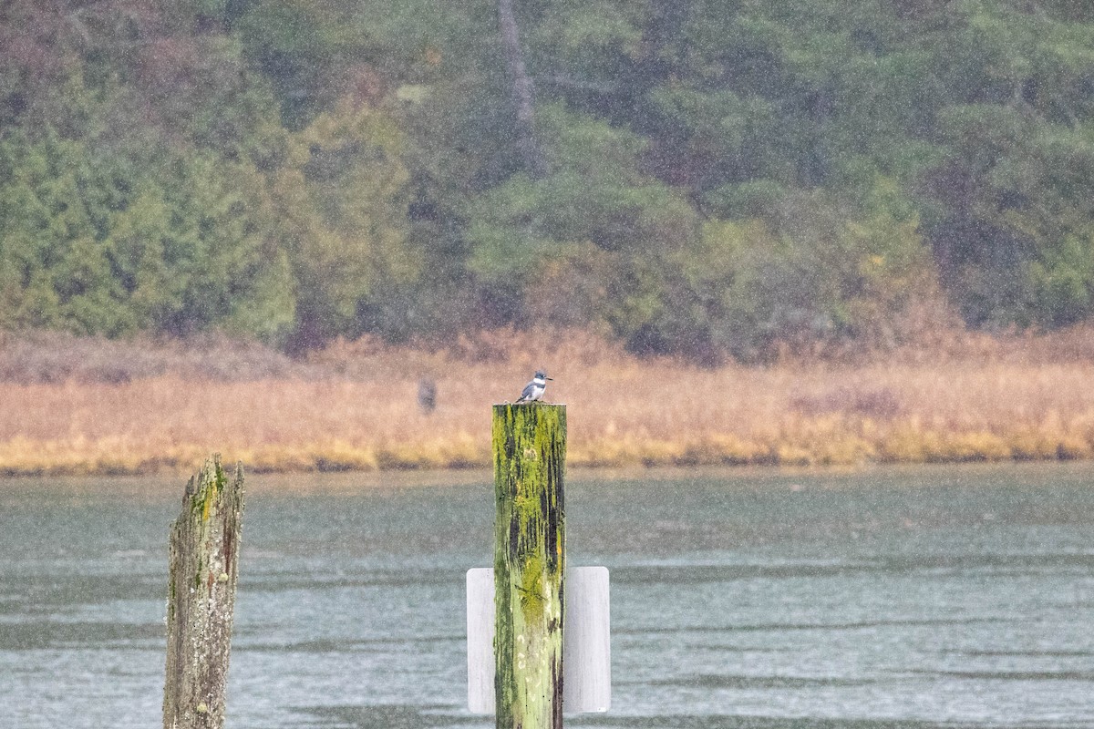 Belted Kingfisher - ML612129024