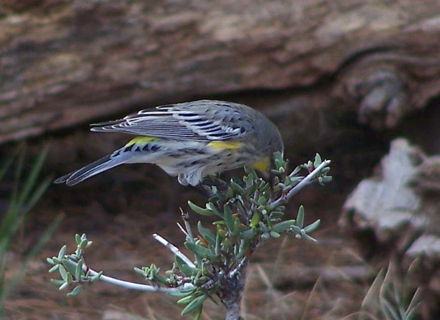 Yellow-rumped Warbler (Audubon's) - ML612129058