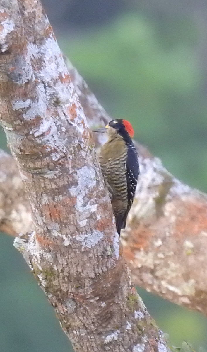 Black-cheeked Woodpecker - ML612129115