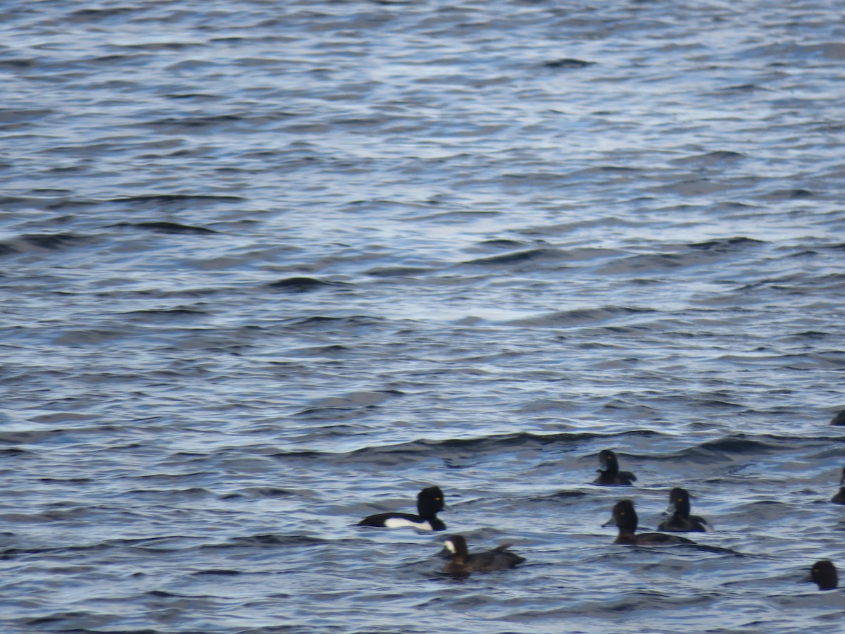 Greater Scaup - ML612129313