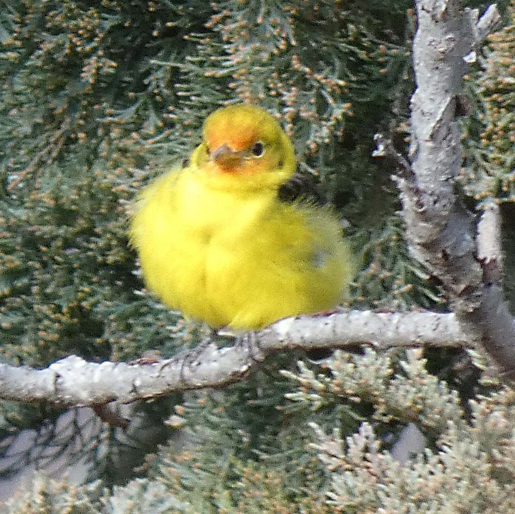 Western Tanager - Luci Betti
