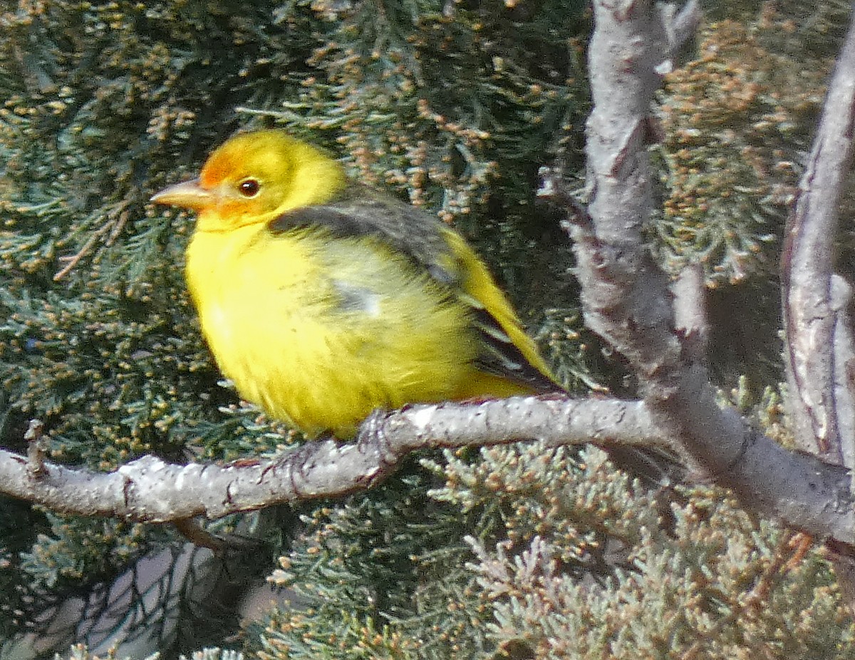 Western Tanager - ML612129515