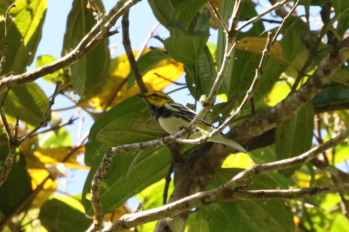 Black-throated Green Warbler - ML612129722