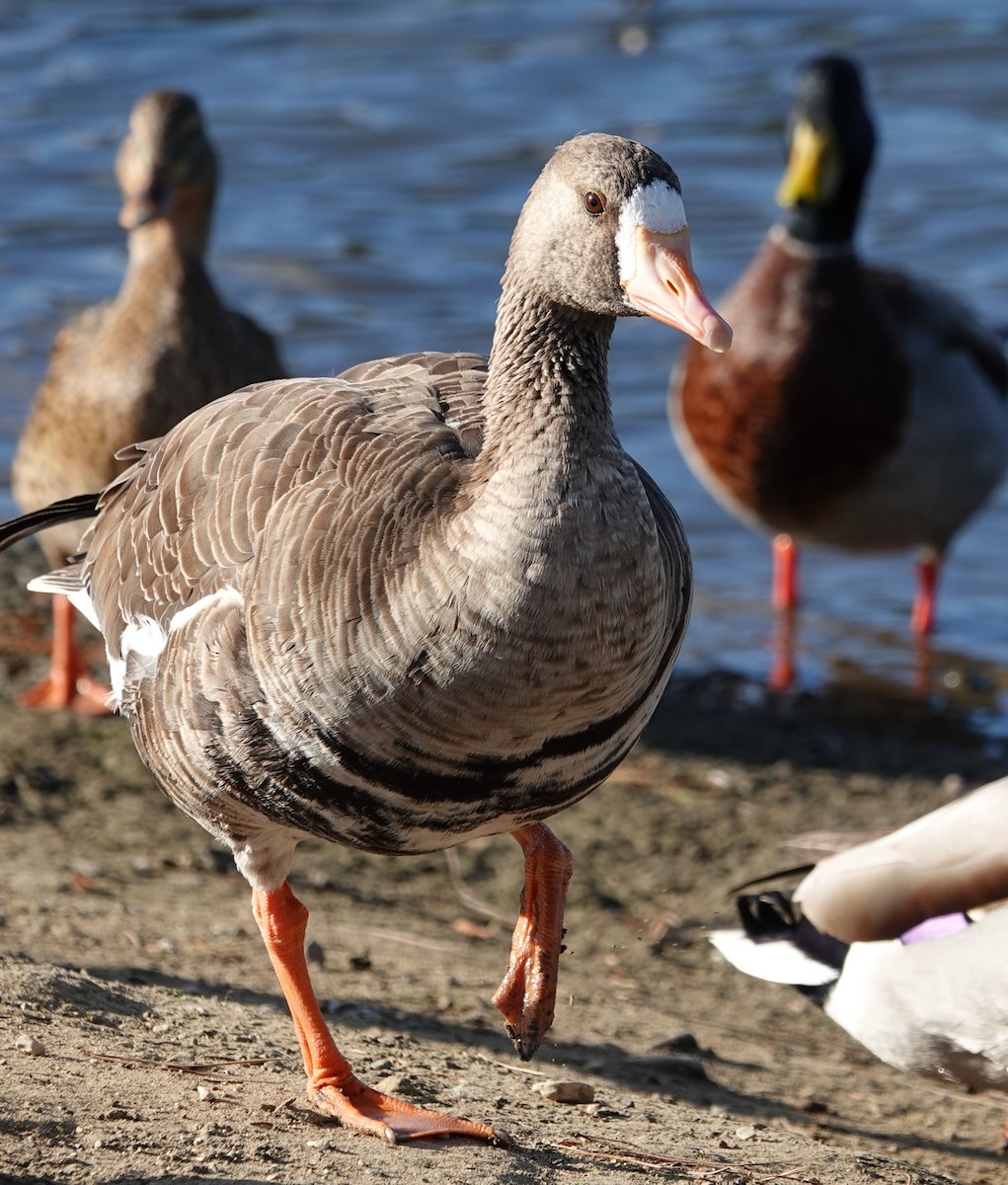 Greater White-fronted Goose - ML612130213