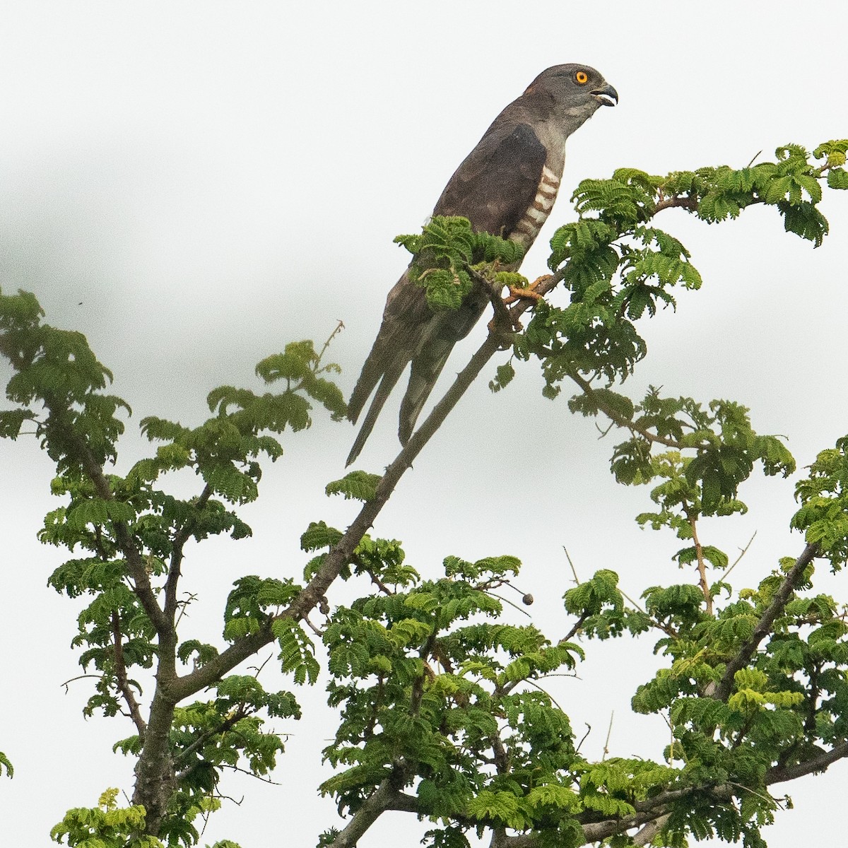 African Cuckoo-Hawk - Werner Suter