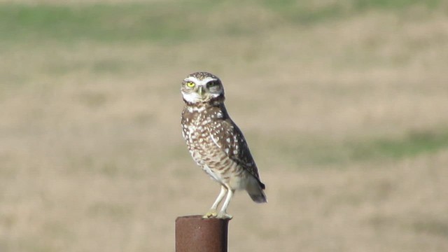 Burrowing Owl - ML612130541