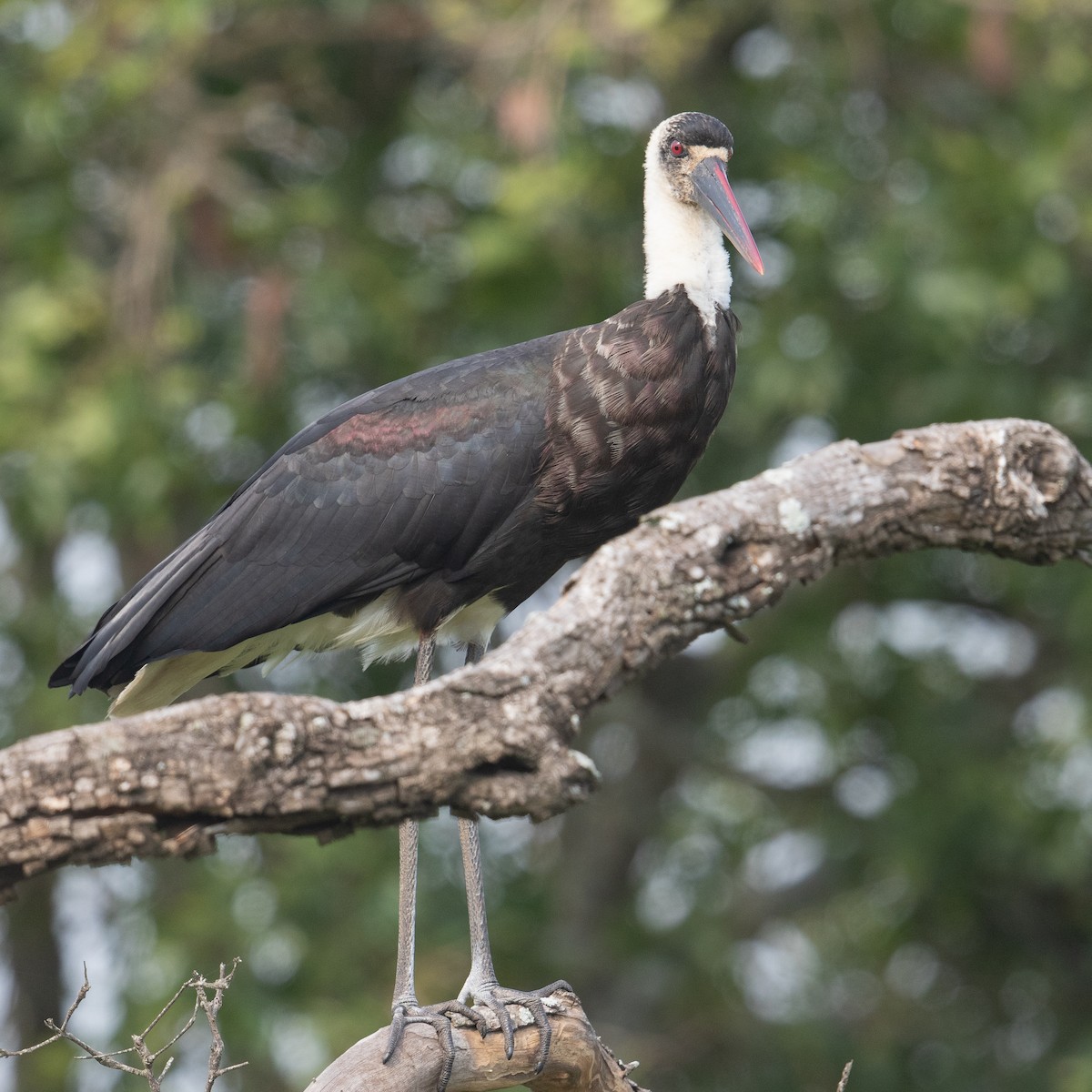 African Woolly-necked Stork - ML612130755