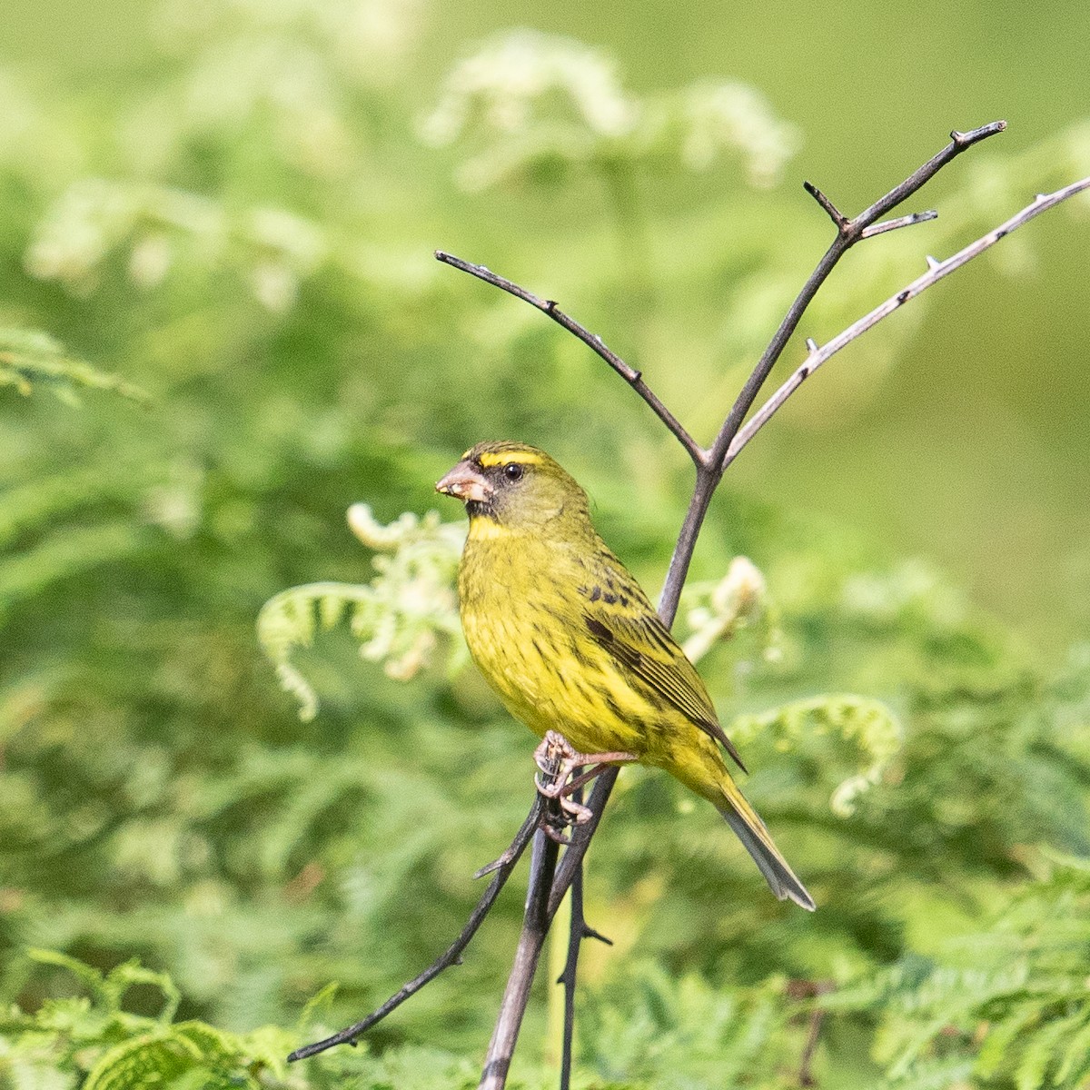 Forest Canary - ML612131066