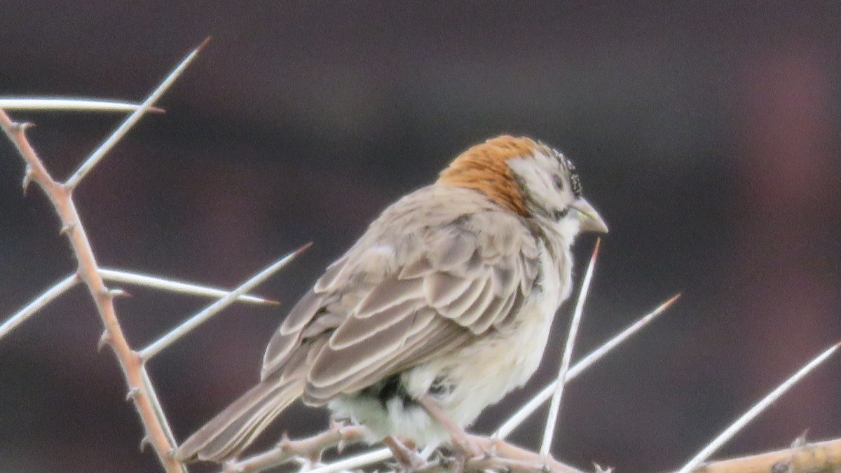 Kenya Rufous Sparrow - ML612131166