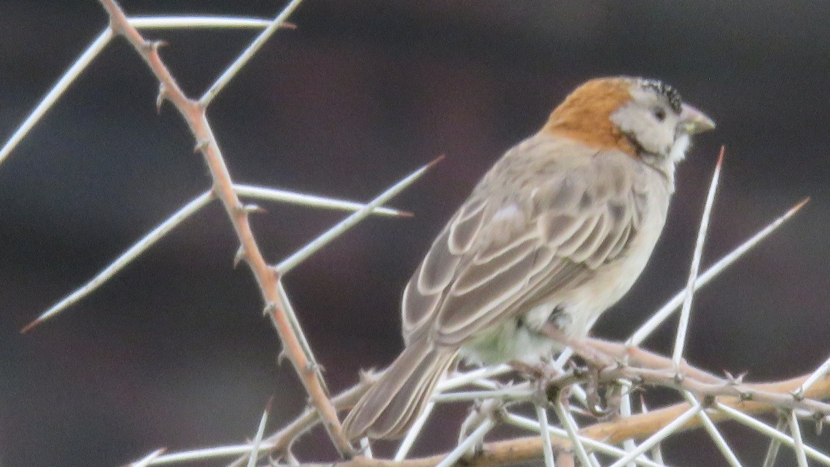 Kenya Rufous Sparrow - ML612131167