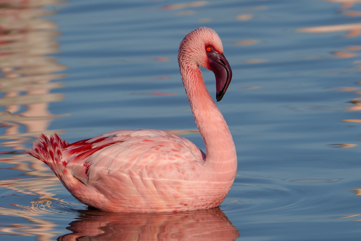 Lesser Flamingo - Samuel Aunión Díaz