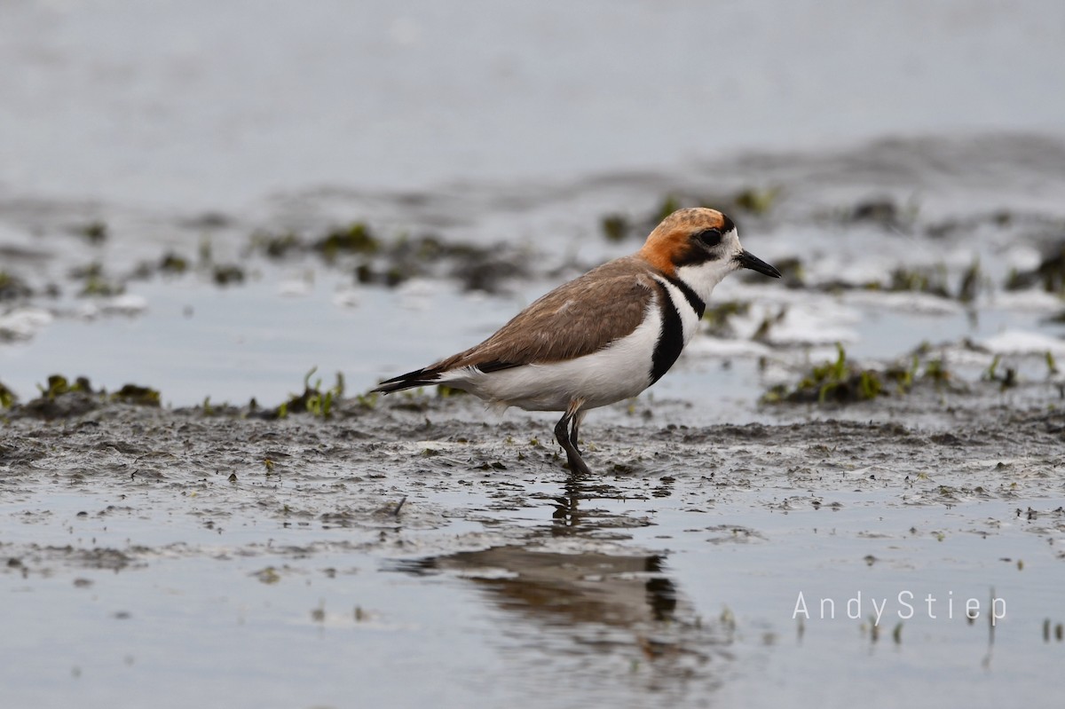 Two-banded Plover - ML612131636