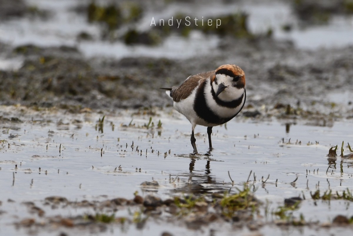 Two-banded Plover - Andrea Stiep