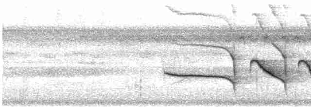 Fourmilier à poitrine blanche - ML612132006