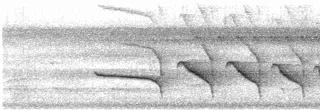 Ak Göğüslü Karıncakuşu - ML612132007