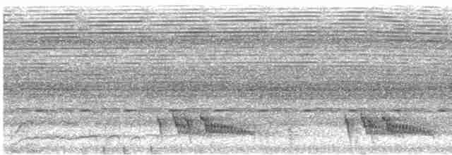 セアオマイコドリ（regina） - ML612132023