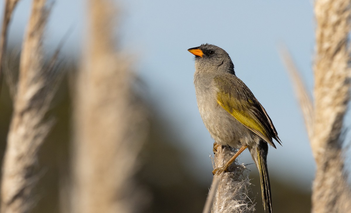 Great Pampa-Finch (Eastern) - ML612132719