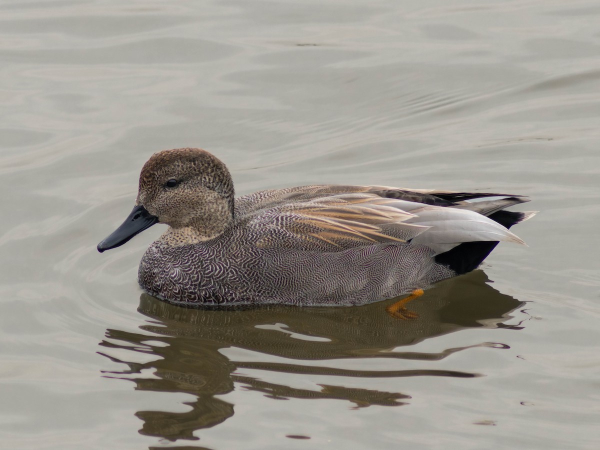 Gadwall - ML612132721