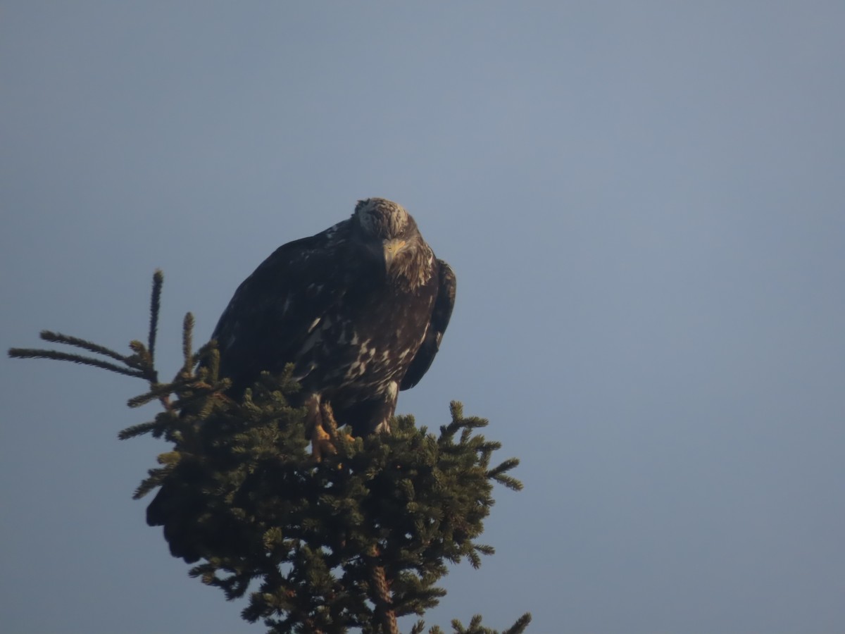 Bald Eagle - ML612132723